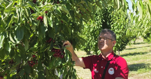 Kiraz bahçelerinde hasat öncesi pestisit denetimi yapıldı