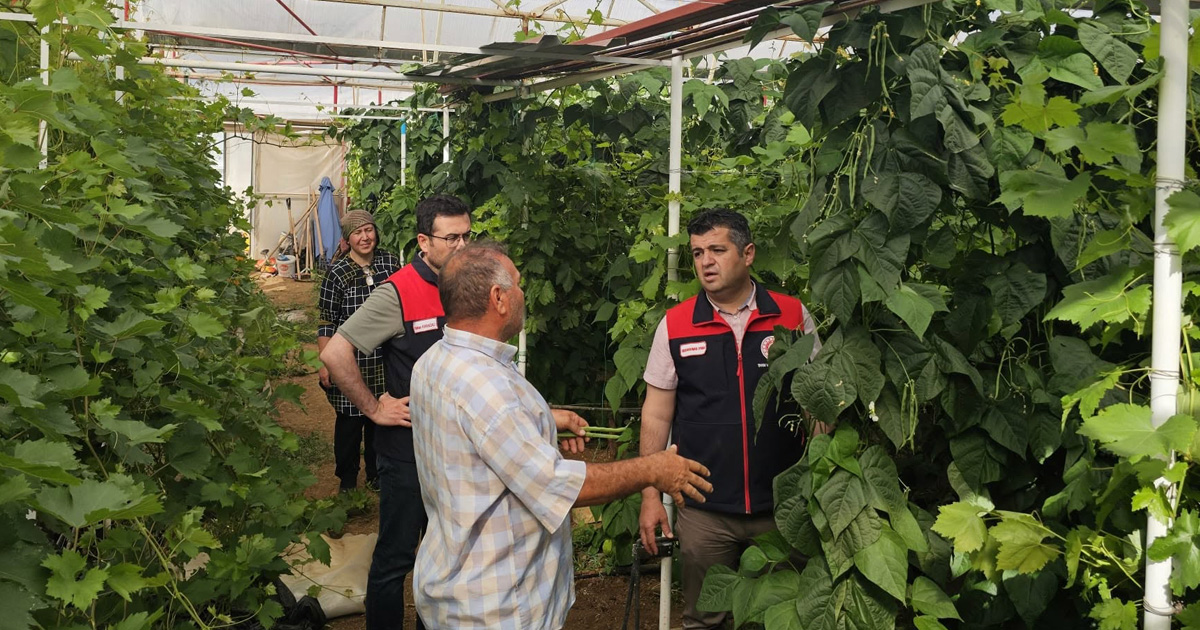 Üretimin yaşı yok: Emekli öğretmen serada ilk fasulye hasadını yaptı