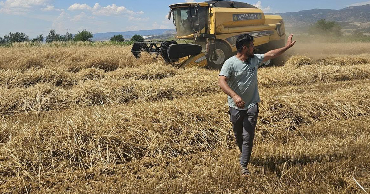 İlimizde hububat hasadı başladı: Denetimler ve yangın önlemleri artırıldı
