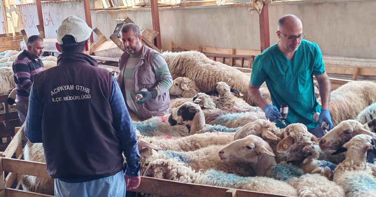 Denizli’de küçükbaş hayvanlara aşılama ve küpeleme çalışmaları sürüyor