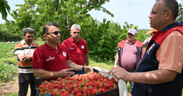 Buldan’da çilek hasadı gerçekleştirildi
