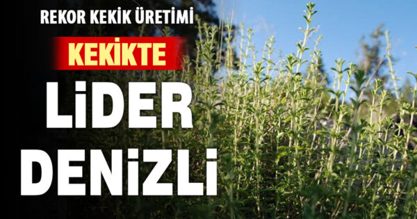 Denizli kekik üretiminde Türkiye birincisi oldu