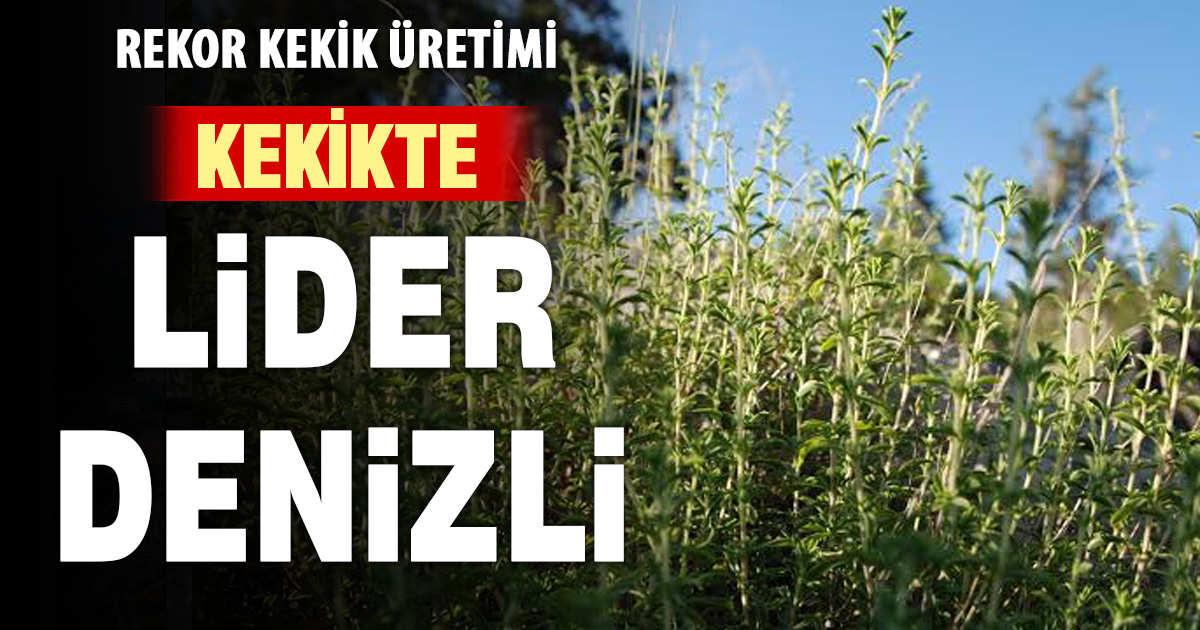 Denizli kekik üretiminde Türkiye birincisi oldu