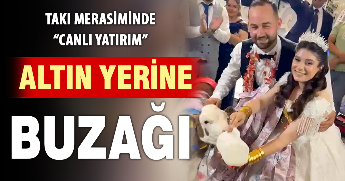 Takı merasiminde altın yerine dişi buzağı hediye edildi