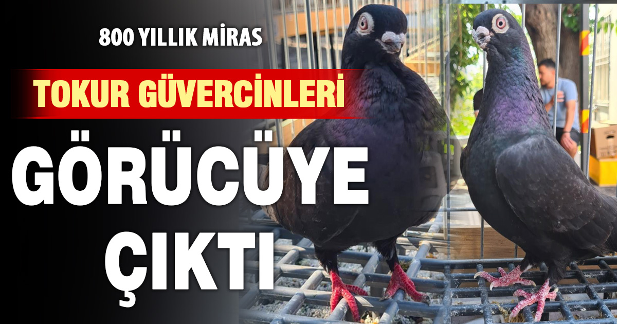 Parmak ucunda yürüyen endemik Tokur güvercinleri görücüye çıktı
