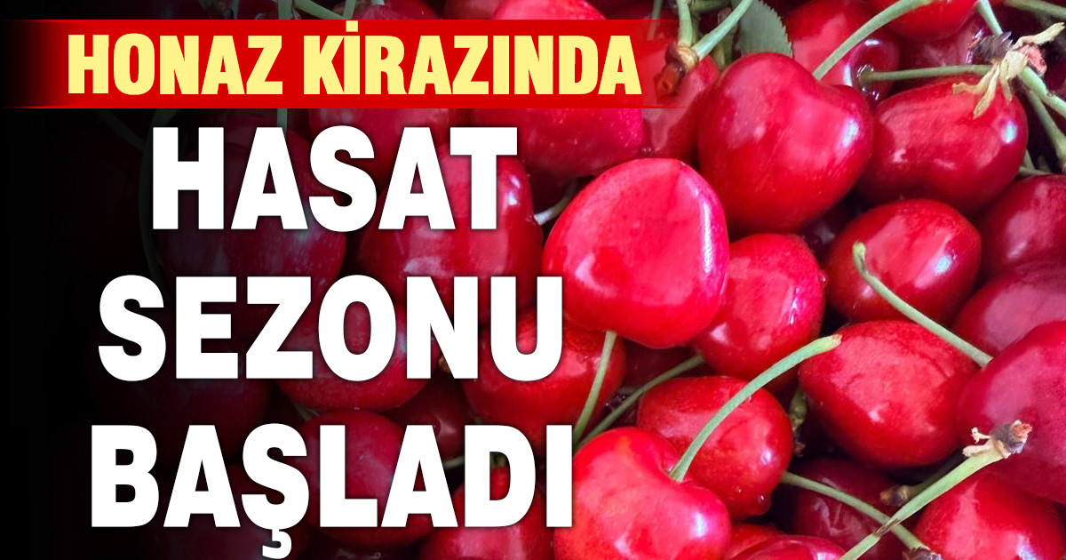 Honaz kirazında hasat heyecanı başladı