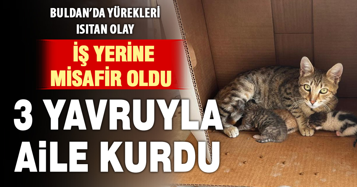 İş yerinde doğan kedi yavrularına esnaf sahip çıktı 