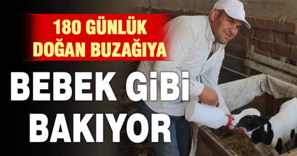 Erken doğan buzağısına bebek gibi bakıyor 