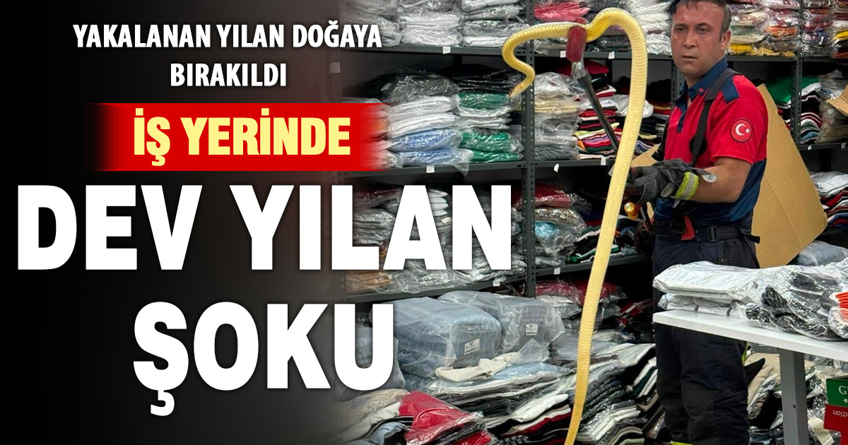 İş yerine giren dev yılan itfaiye ekiplerince yakalandı