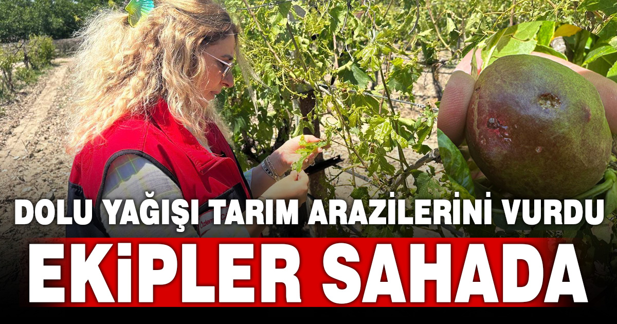 Bozkurt’ta tarım arazilerini dolu vurdu