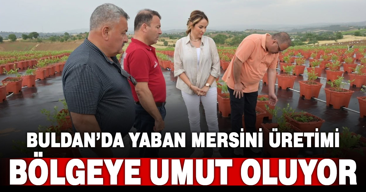 Buldan'da yaban mersini üretimine yakın takip
