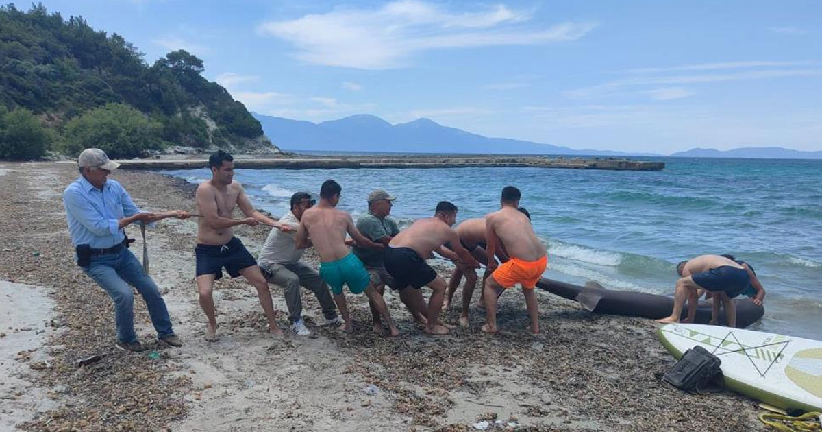 Kuşadası'nda kıyıya 3,8 metrelik köpek balığı vurdu