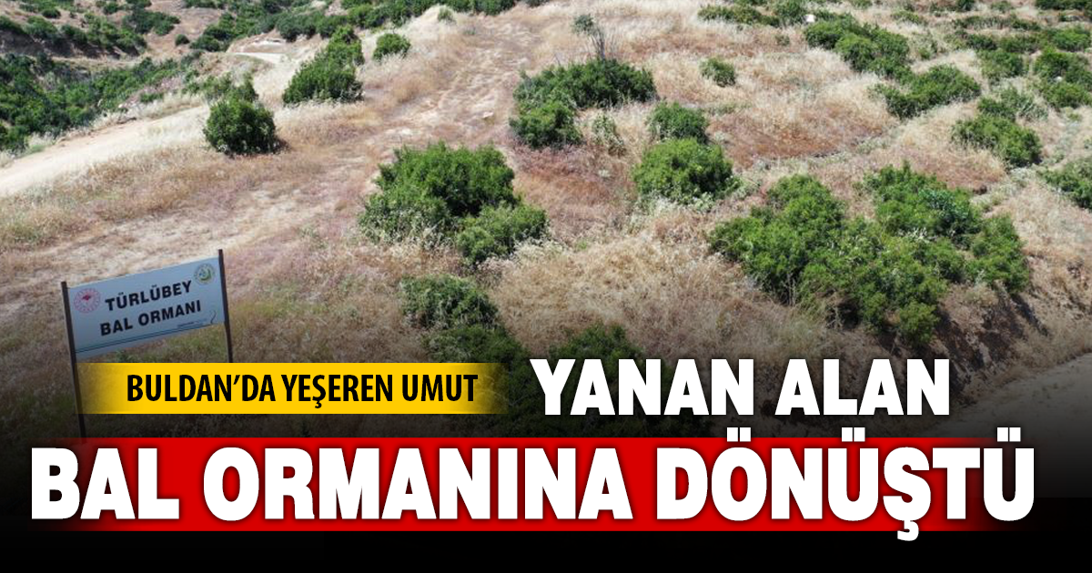 Buldan'da yangının izleri silinen 44 hektarlık alandan adeta bal damlayacak 