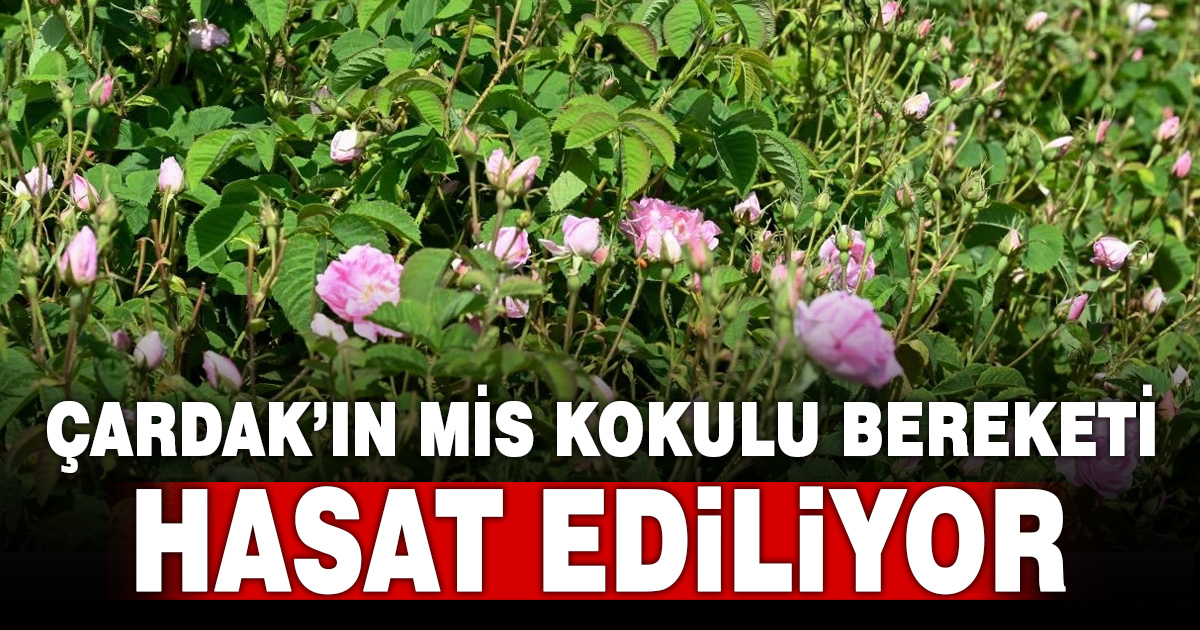 Gülün Bereketi Söğüt Mahallesi’nde hasatla buluştu