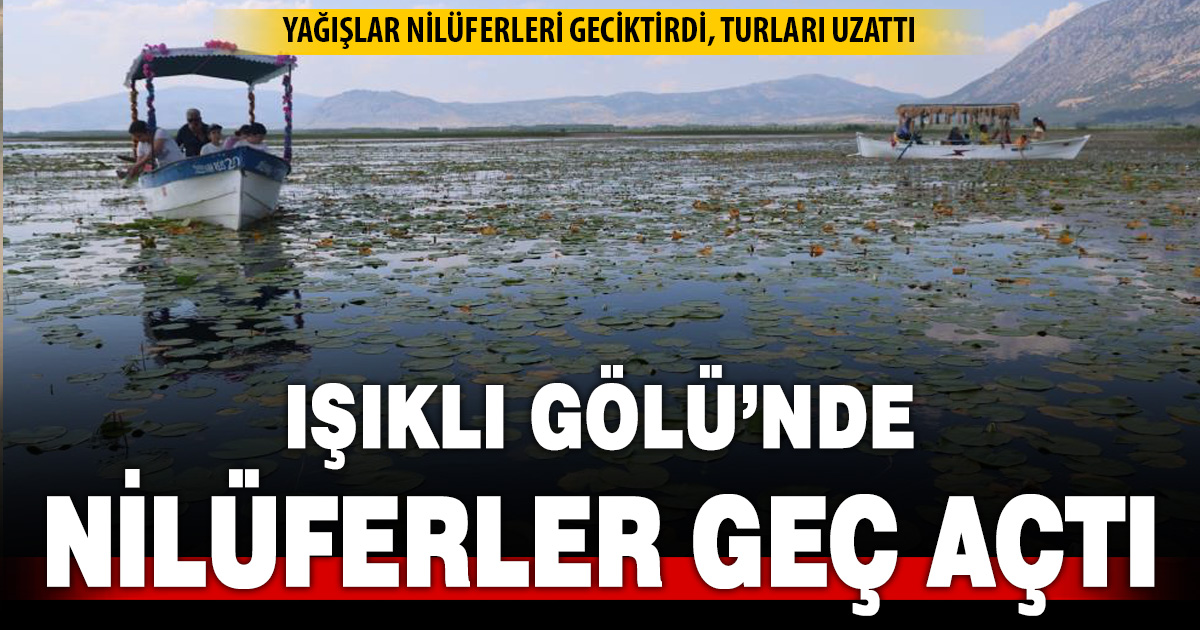 Geçen yıl kuraklık bu yıl ise aşırı yağışlar nilüferlerin görsel şölenini geciktirdi