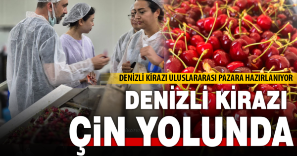 Denizli kirazı Çin pazarına hazırlanıyor