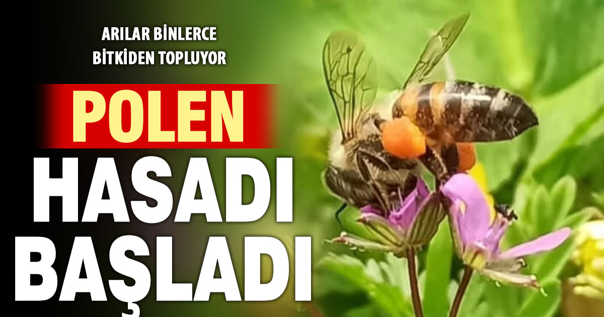 Buldan'da polen hasadı başladı  