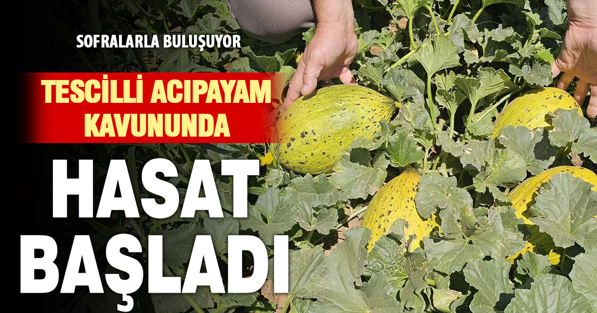 Coğrafi işaretli Acıpayam kavununda ilk hasat yapıldı  
