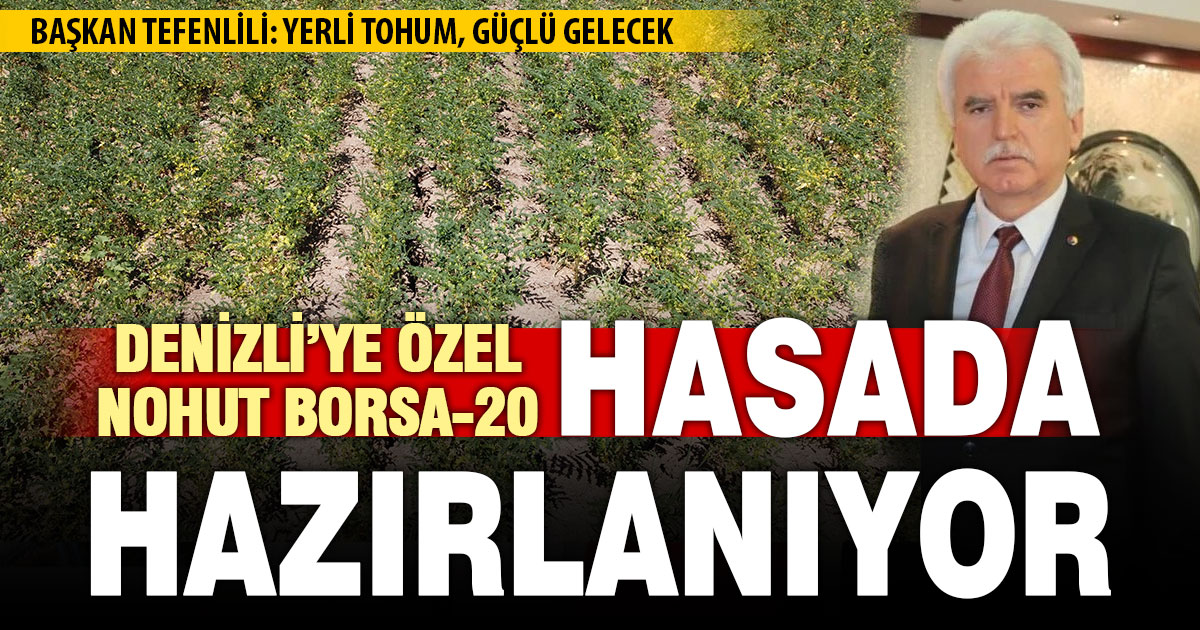 Denizli’ye özel nohut Borsa-20 hasada hazırlanıyor