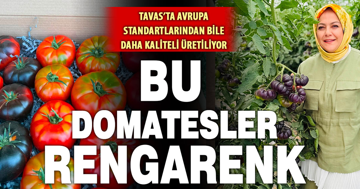 Tavas’ta Avrupa standartlarından bile üstün, rengarenk domatesler üretiliyor