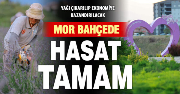Merkezefendi’nin mor güzelliğinde hasat tamamlandı
