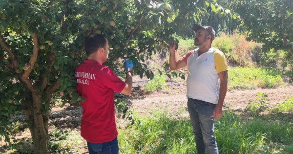 Denizli’de meyve bahçelerinde hasat öncesi pestisit denetimi