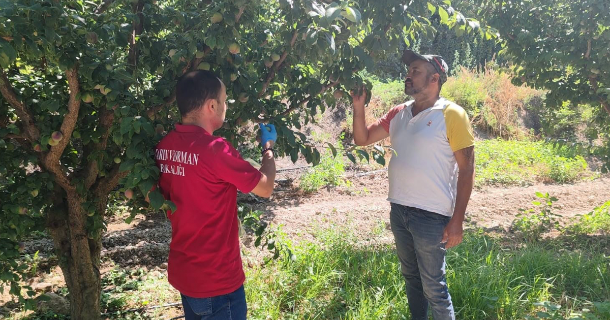 Denizli’de meyve bahçelerinde hasat öncesi pestisit denetimi