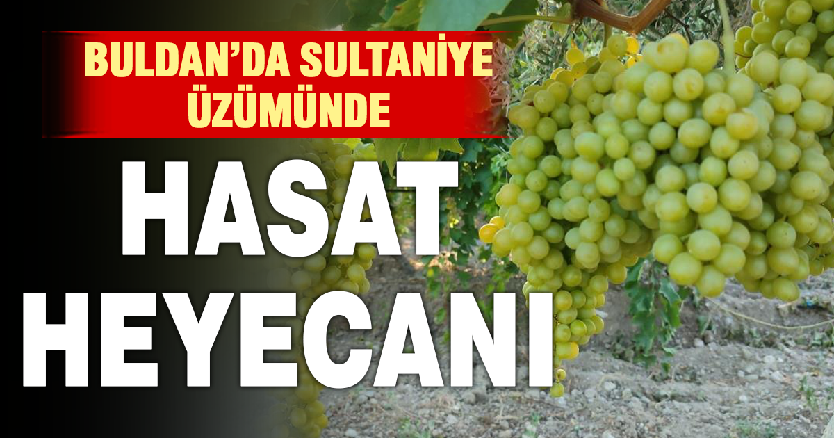 Buldan'da sultaniye üzümünde hasat heyecanı başladı 