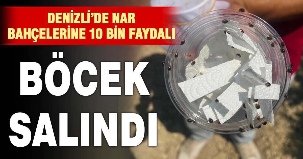 Denizli’de nar bahçelerine 10 bin faydalı böcek salındı