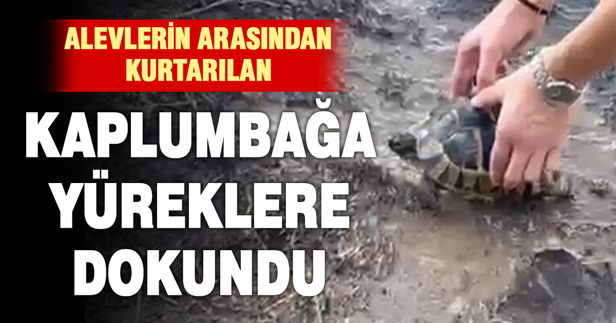 Alevlerin arasından kurtardıkları kaplumbağayı serinlettiler 