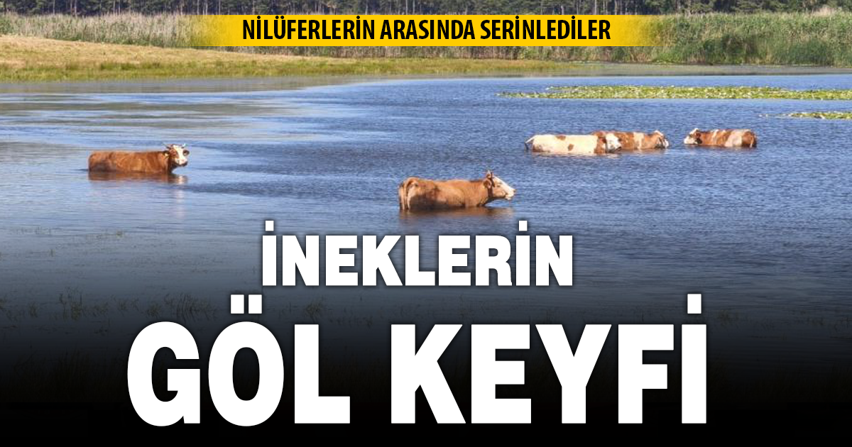 Sıcaktan bunalan hayvanlar gölde serinledi
