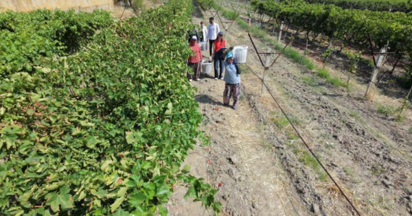 Manisa’dan dünyaya üzüm ihracatı başladı