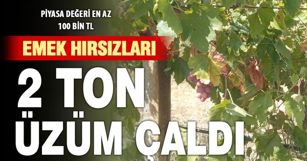 Emek hırsızları bağdan 2 ton üzüm çaldı  