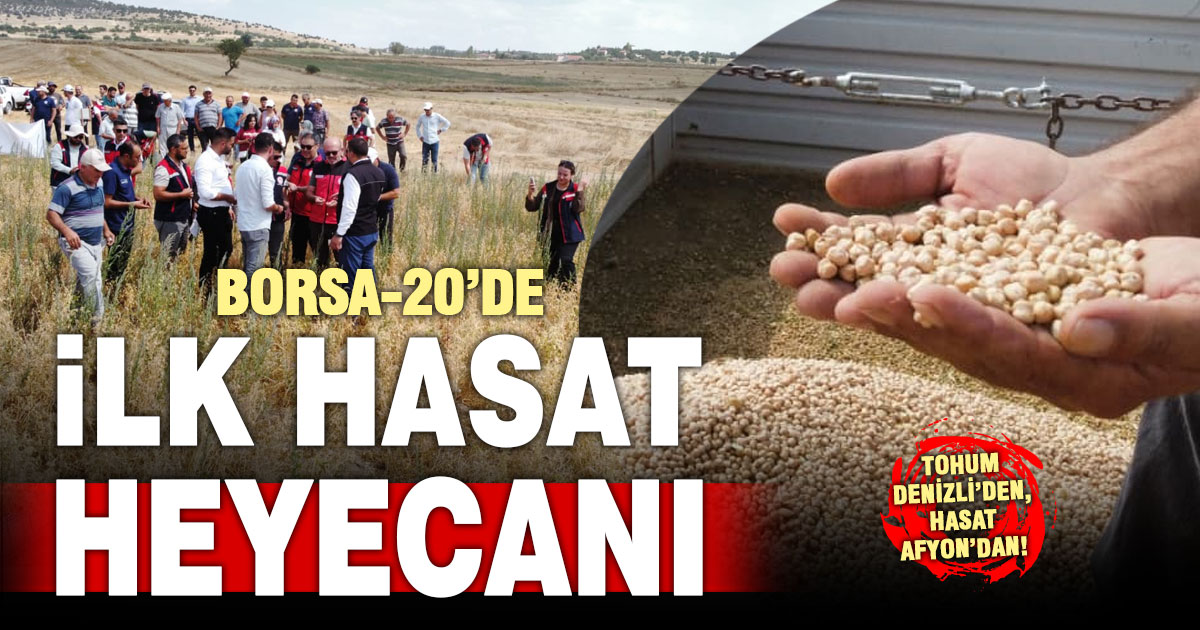Denizli’de geliştirilen Borsa-20 cinsi nohutta ilk hasat heyecanı
