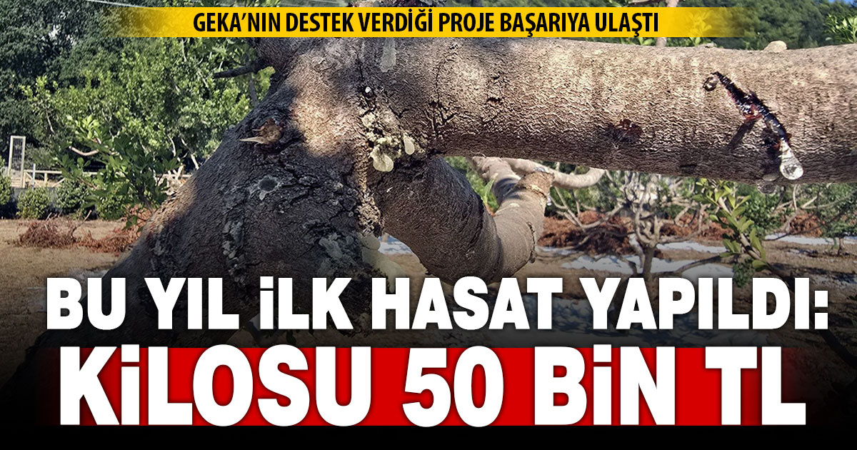 2015 yılında dikimi yapılan sakız ağaçlarından ilk ürünler alınmaya başlandı
