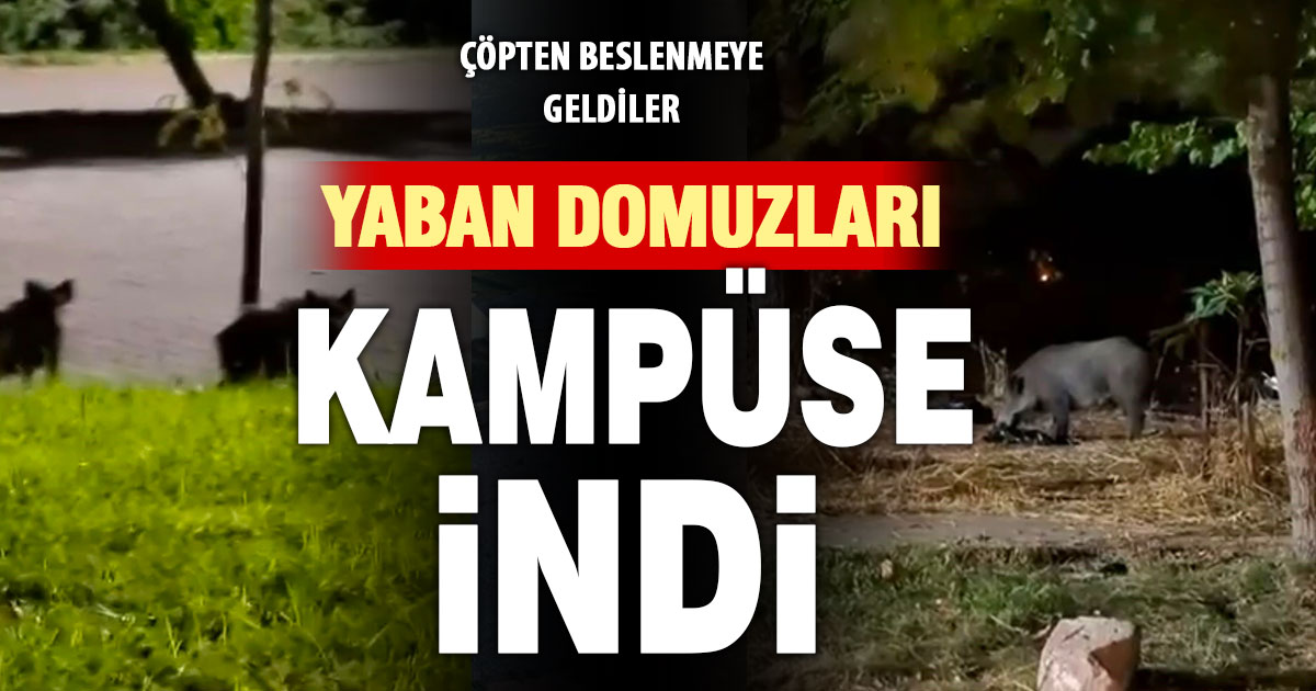 PAÜ Kampüsündeki atıklar, yaban domuzlarının beslenme sahası oldu