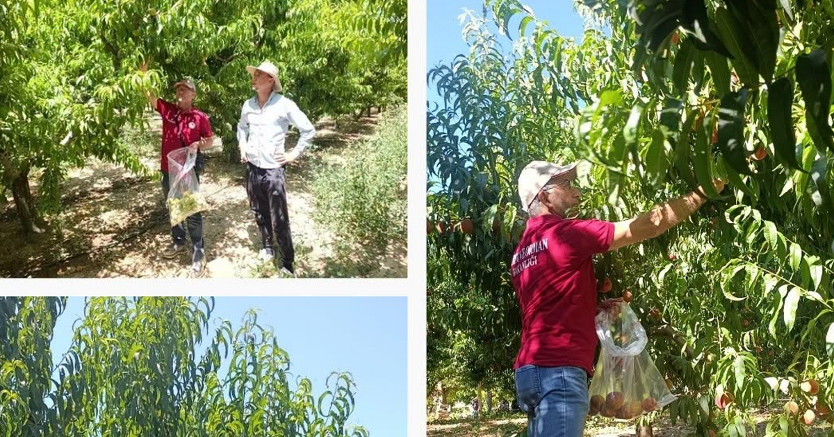 Denizli’de şeftali bahçelerinde hasat öncesi kalıntı denetimi