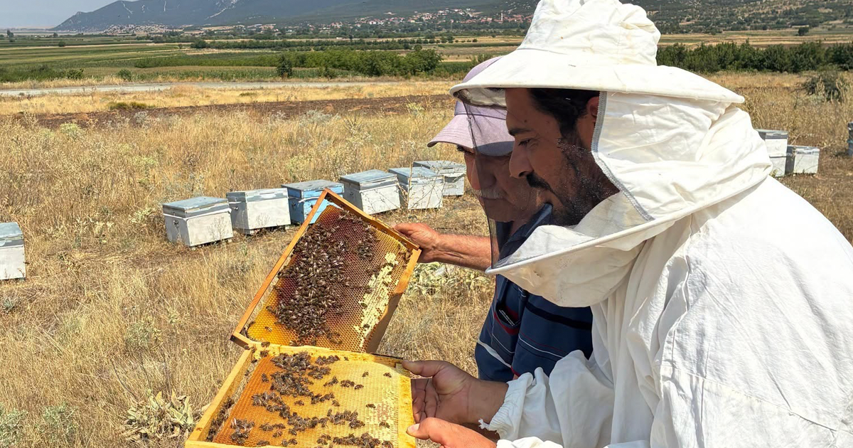 Denizli’de arıcıların kovanları titizlikle kontrol ediliyor