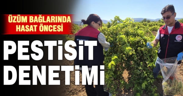 Üzümde güvenli hasat için pestisit denetimi