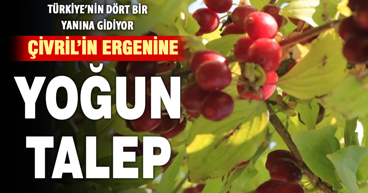 Çivril'in ergeni farklı illerden alıcı çekiyor 