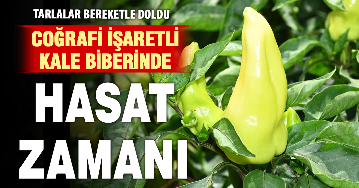 Kale Biberi’nde hasat zamanı! Bereketli tarlalarda yoğun mesai