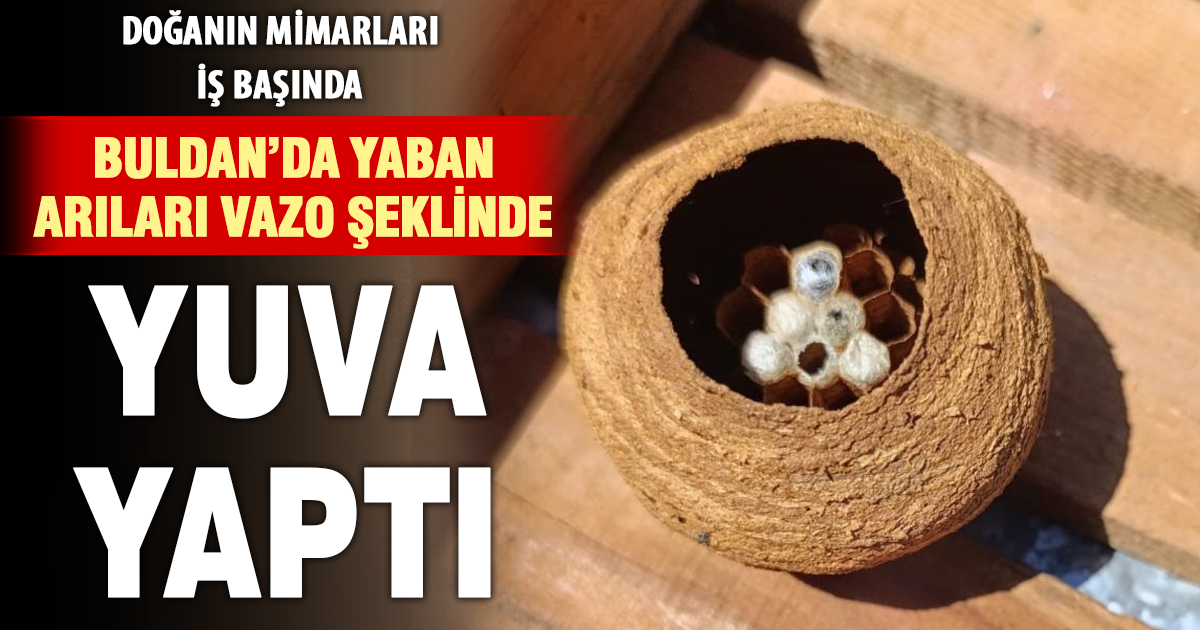 Yaban arılarından sanat eseri 
