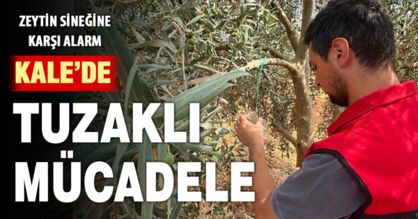 Kale’de zeytin sineğine karşı tuzaklı takip çalışması