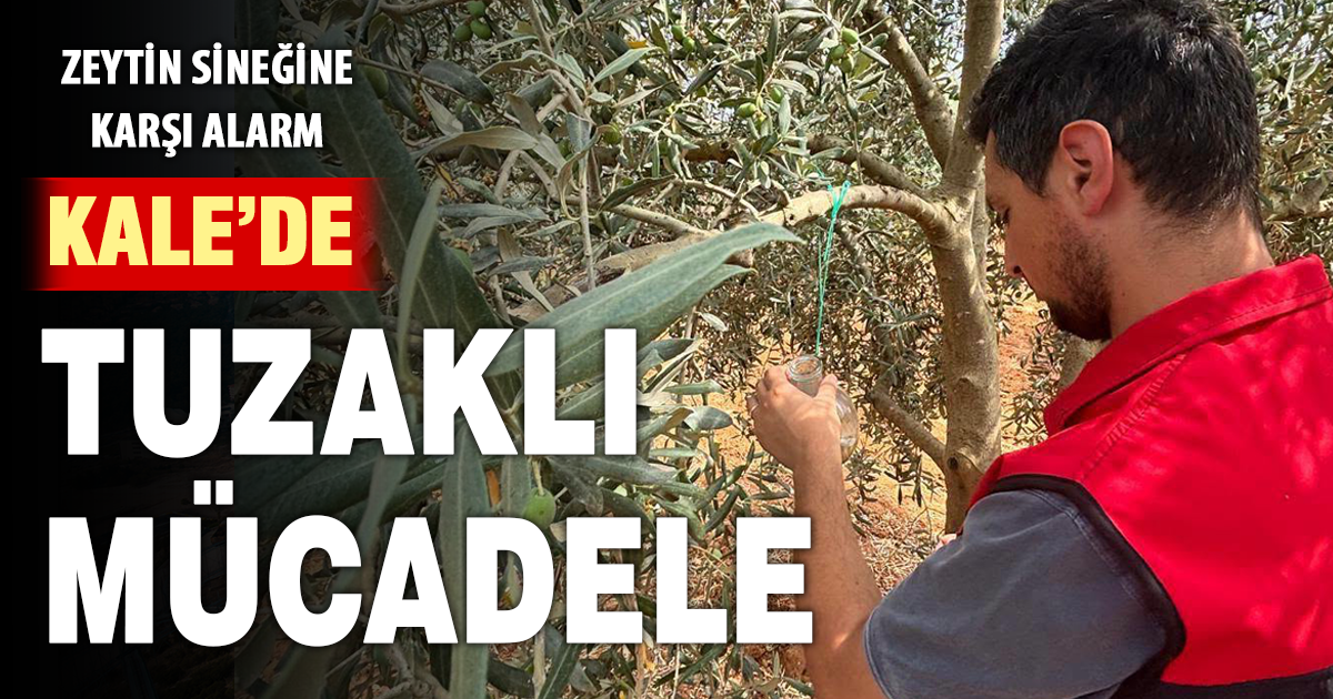 Kale’de zeytin sineğine karşı tuzaklı takip çalışması
