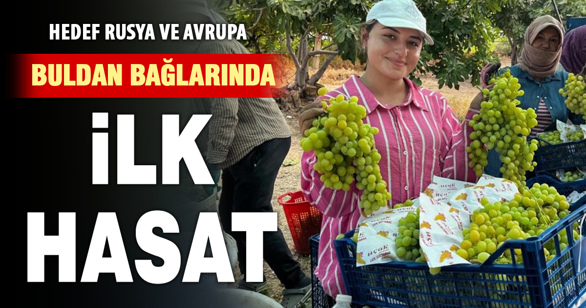 Buldan’da sezonun ilk üzüm hasadı gerçekleştirildi