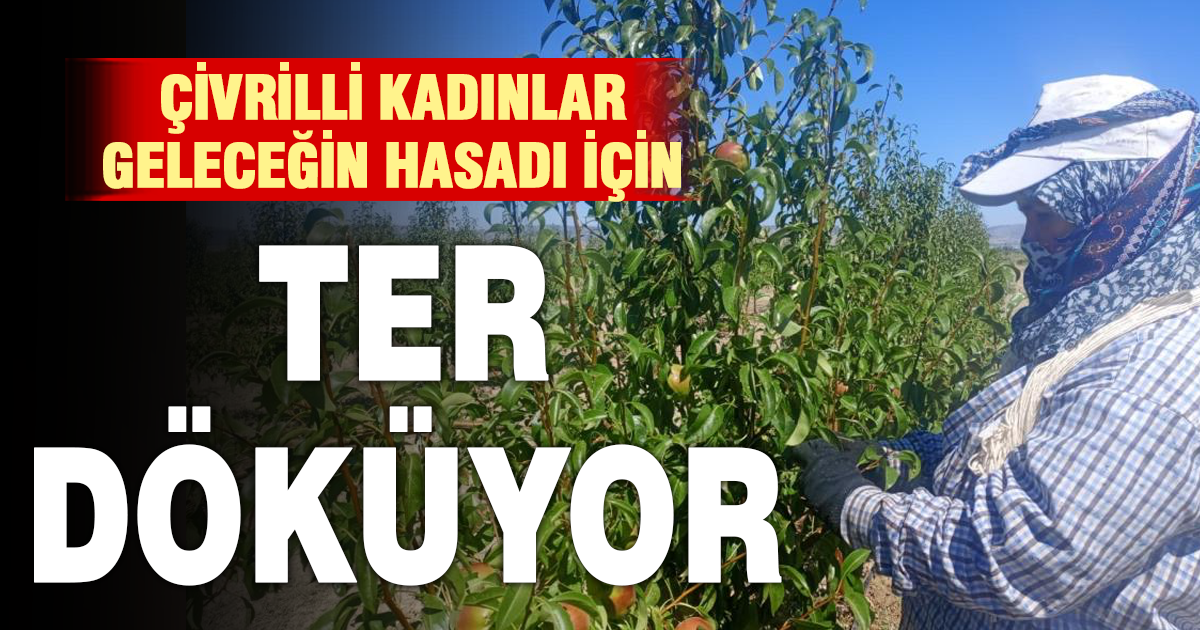 Çivrilli kadınlar meyve bahçelerinde geleceği şekillendiriyor 