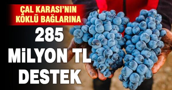 Çal’da Üreticiye 285 Milyon TL Destek