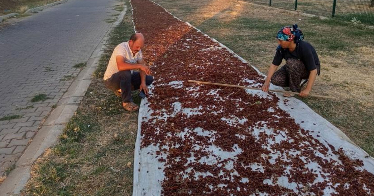 Sarıgöl'de sezonun ilk kuru üzümü çuvala girdi