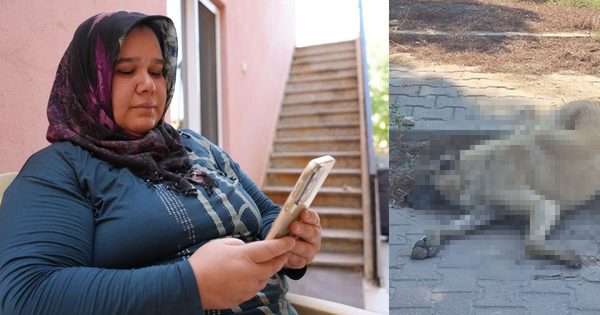Sokak hayvanlarının zehirlenerek öldürüldüğü iddiası