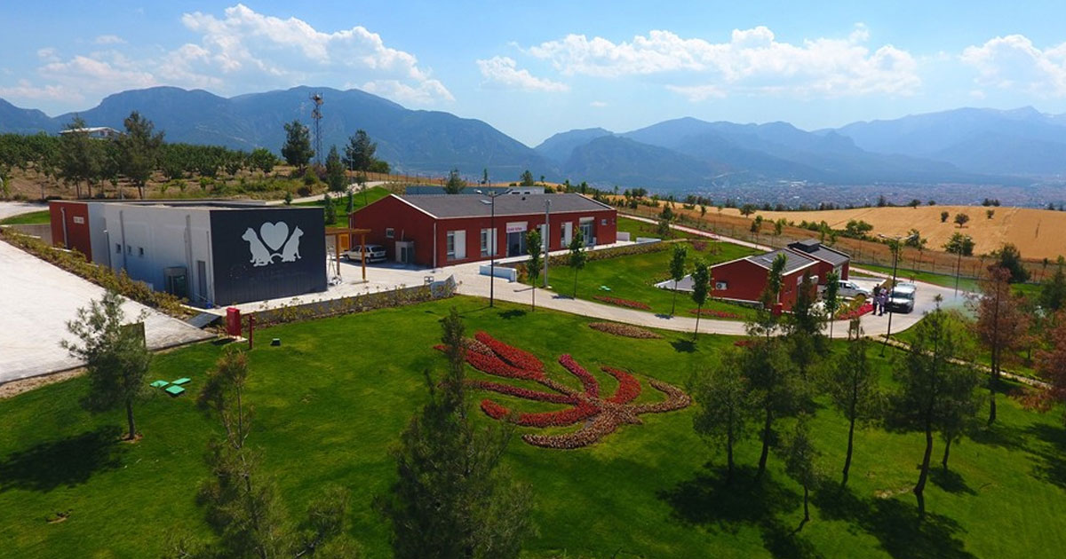 Sokak hayvanları merkezindeki 'kötü muamele' iddiaları ile ilgili açıklama